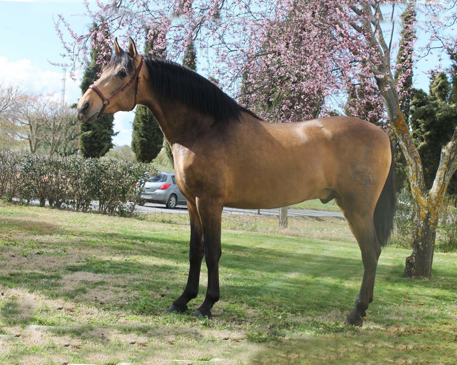 Caballo en Venta